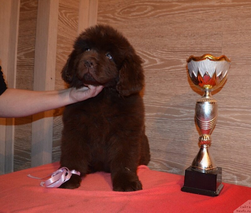 Фото: ньюфаундленд Hit Sheliko Krasivaya Takaya (Хит Шелико Красивая Такая)