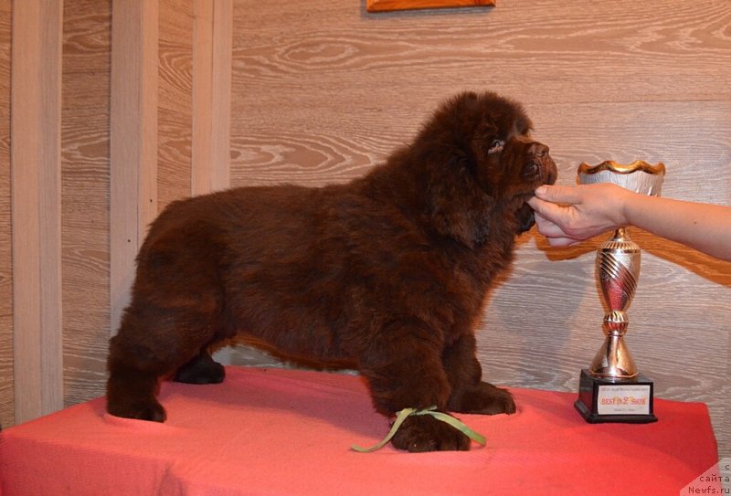 Фото: ньюфаундленд Hit Sheliko Korol Lev Aslan (Хит Шелико Король Лев Аслан)