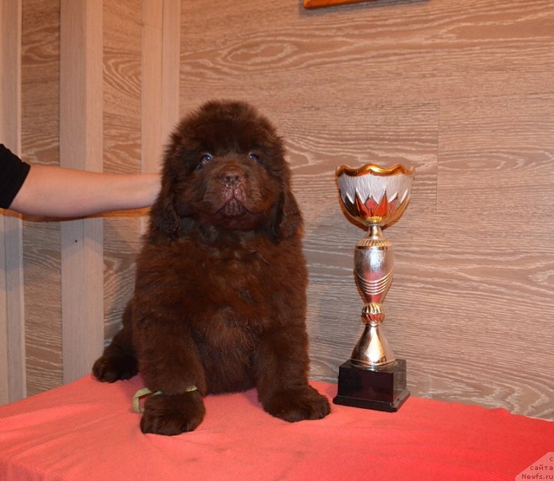 Фото: ньюфаундленд Hit Sheliko Korol Lev Aslan (Хит Шелико Король Лев Аслан)