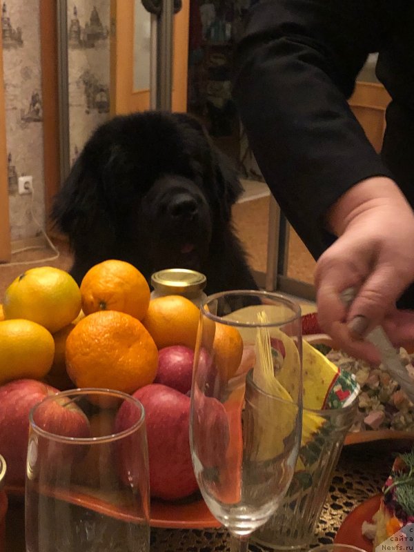 Фото: ньюфаундленд Daanich Veselyiy Rodjer (Даанич Веселый Роджер)