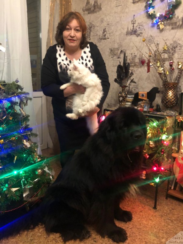 Фото: ньюфаундленд Daanich Veselyiy Rodjer (Даанич Веселый Роджер), Liliana Rahmatova (Лилиана Рахматова)