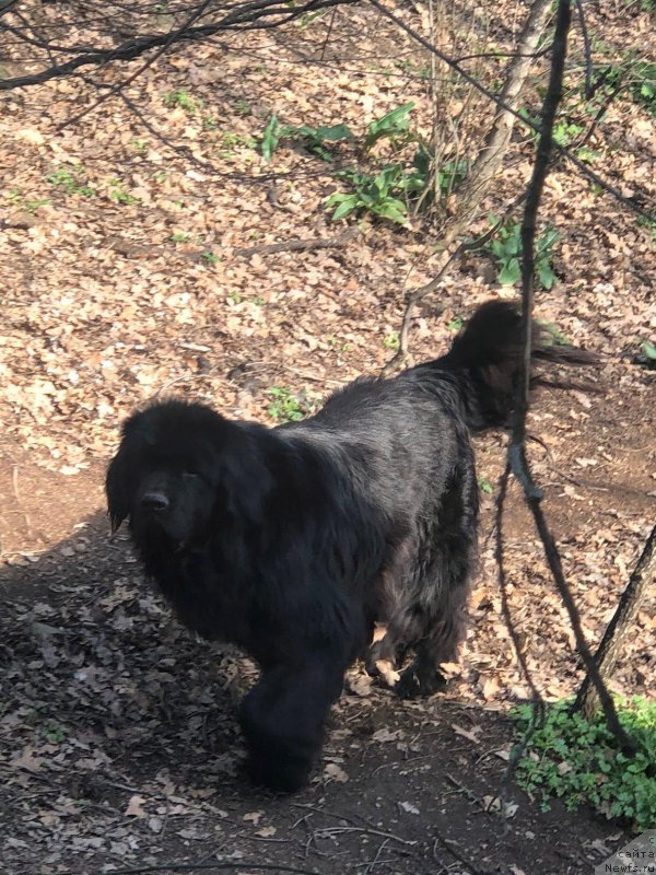 Фото: ньюфаундленд Kryimskaya Karta s Berega Dona (Крымская Карта с Берега Дона)