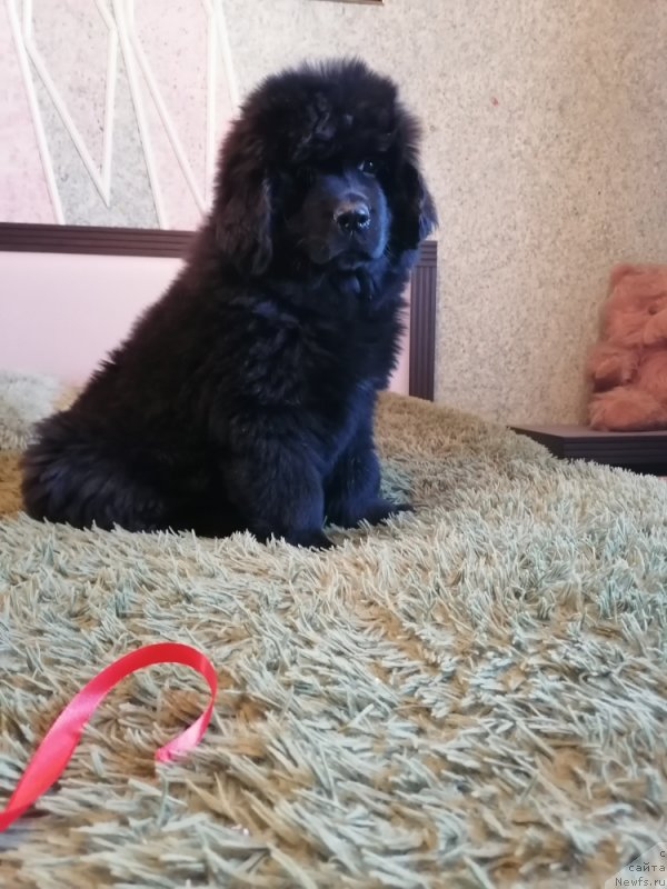 Фото: ньюфаундленд Jaklina Favorite of Lav (Жаклина Фаворите оф Лав)