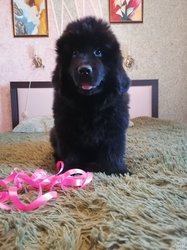 Фото: ньюфаундленд Janlina Proud Ledi (Жанлина Проуд Леди)