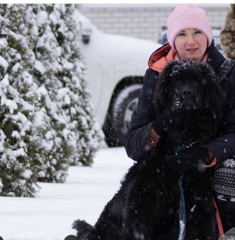 Фото: ньюфаундленд SHerliz Great Soul (Шерлиз Греат Соул)