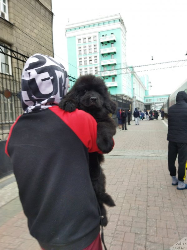 Фото: ньюфаундленд Darkflayt YEvolyushn (Даркфлайт Эволюшн), ньюфаундленд Darkflayt YEvolyushn (Даркфлайт Эволюшн)