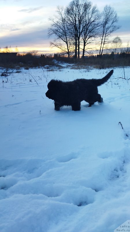 Фото: ньюфаундленд Darkflayt YEvolyushn (Даркфлайт Эволюшн)