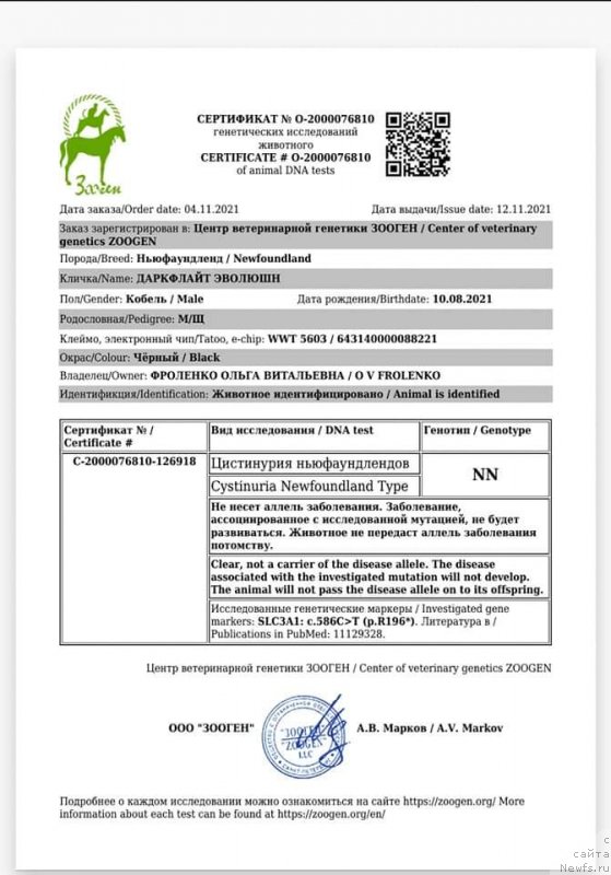 Фото: ньюфаундленд Darkflayt YEvolyushn (Даркфлайт Эволюшн)