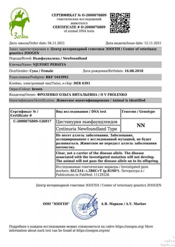 Фото: ньюфаундленд Njufort Perseya (Ньюфорт Персея)