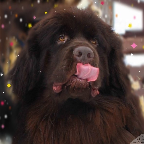 Фото: ньюфаундленд Plushevaya Panda Plus Plus of Love (Плюшевая Панда Плюс Плюс оф Лове)