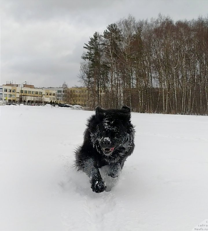 Фото: ньюфаундленд Chernyj Chank s Berega Dona (Черный Чанк с Берега Дона)