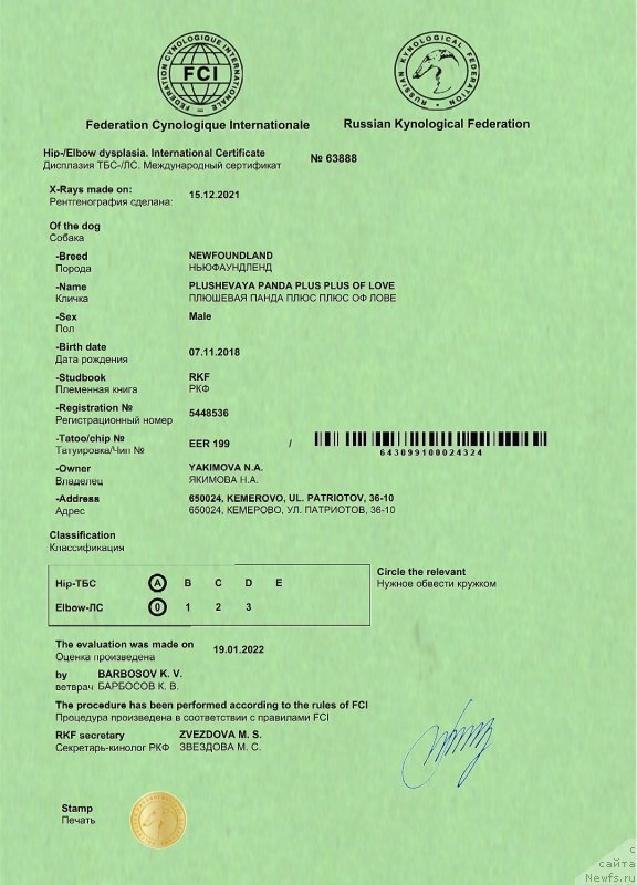 Фото: ньюфаундленд Plushevaya Panda Plus Plus of Love (Плюшевая Панда Плюс Плюс оф Лове)