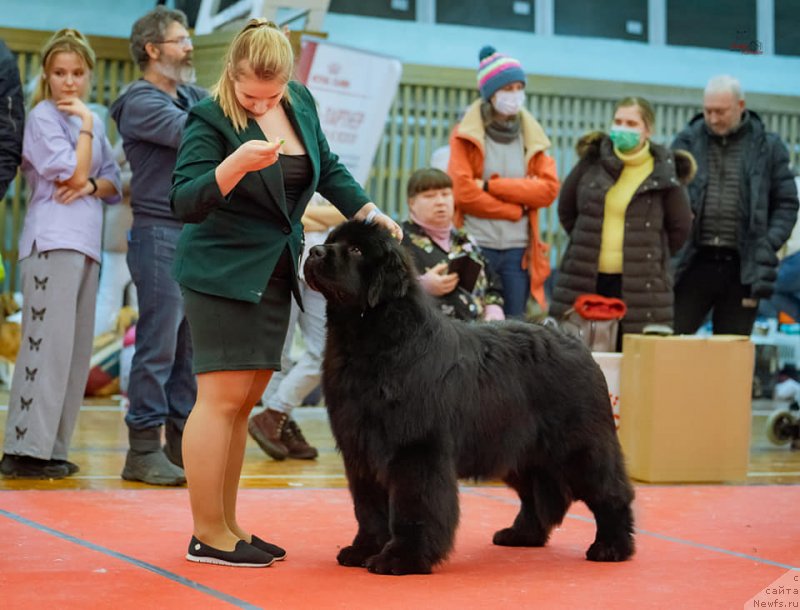 Фото: ньюфаундленд King of Helluland Culture Club