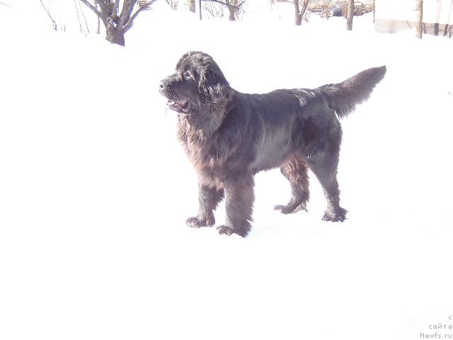 Фото: ньюфаундленд Sent Djons Jaklin (Сент Джонс Жаклин)