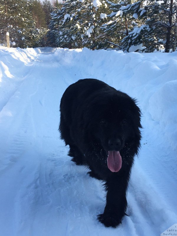 Фото: ньюфаундленд Dzhilli Blek Cherri (Джилли Блек Черри)