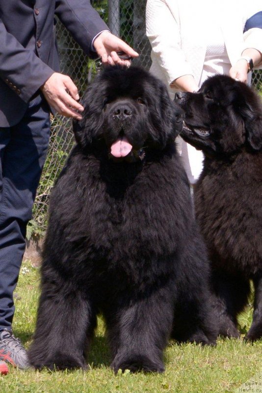 Фото: ньюфаундленд King of Helluland Kennedy