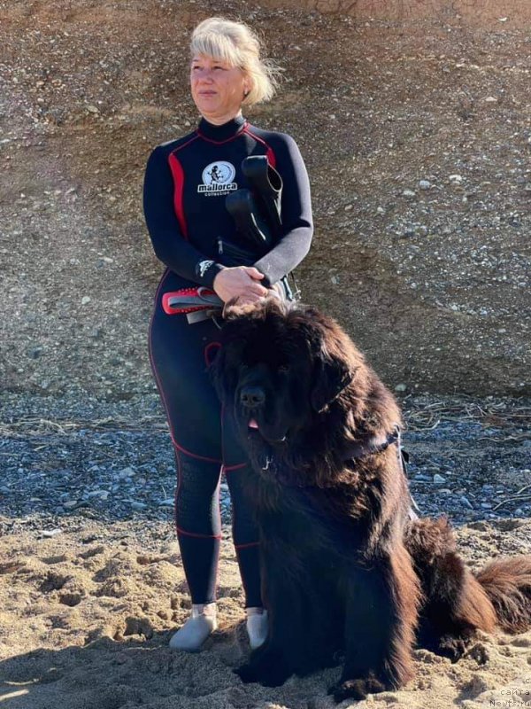 Фото: ньюфаундленд Darkflight Feeriya Uspekha (Даркфлайт Феерия Успеха)