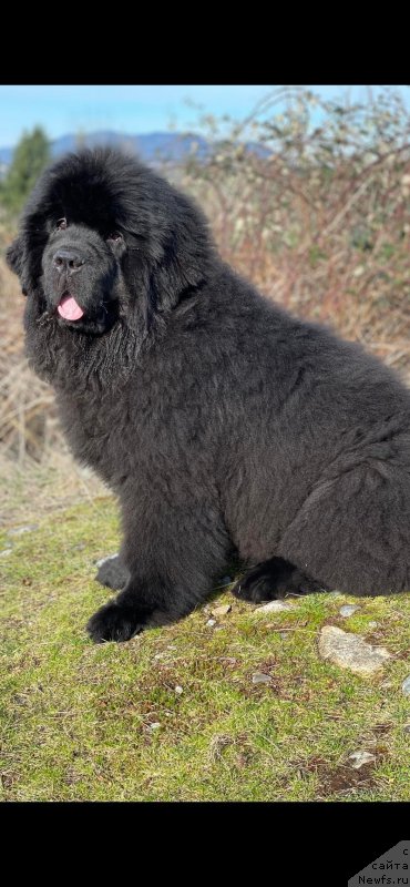 Фото: ньюфаундленд King of Helluland Emperor