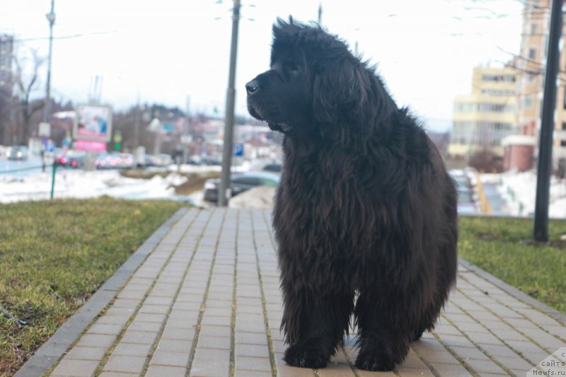 Фото: ньюфаундленд Donats Prayd Byet Midler (Донатс Прайд Бэт Мидлер)