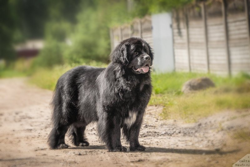 Фото: ньюфаундленд Velyke Malyatko Kalyna Bilotsvitna