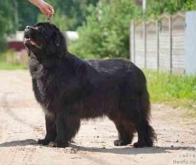 Фото: ньюфаундленд Velyke Malyatko Kalyna Bilotsvitna