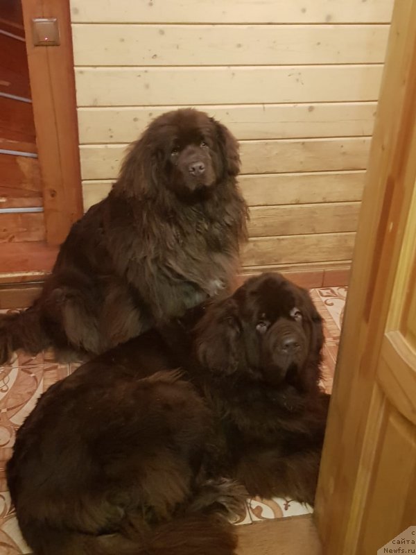 Фото: ньюфаундленд Hit SHeliko Gudi Hot CHokolat (Хит Шелико Гуди Хот Чоколат), ньюфаундленд Intriga Ringa Vishnya v SHokolade (Интрига Ринга Вишня в Шоколаде)