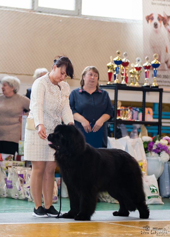 Фото: ньюфаундленд Divina Star Fish (Дивина Стар Фиш)