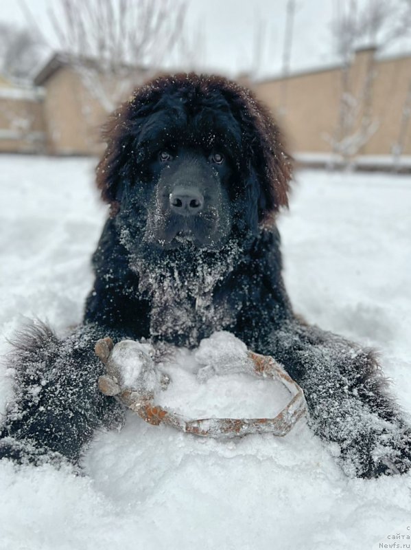 Фото: ньюфаундленд Sherman Lav Forever (Шерман Лав Форевер)