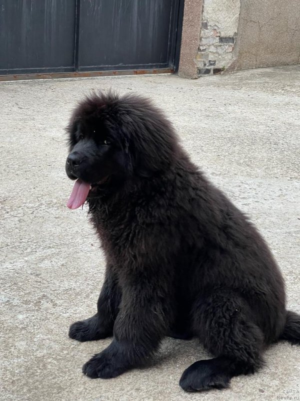 Фото: ньюфаундленд Deyzi Lunar Lite (Дейзи Лунар Лите)