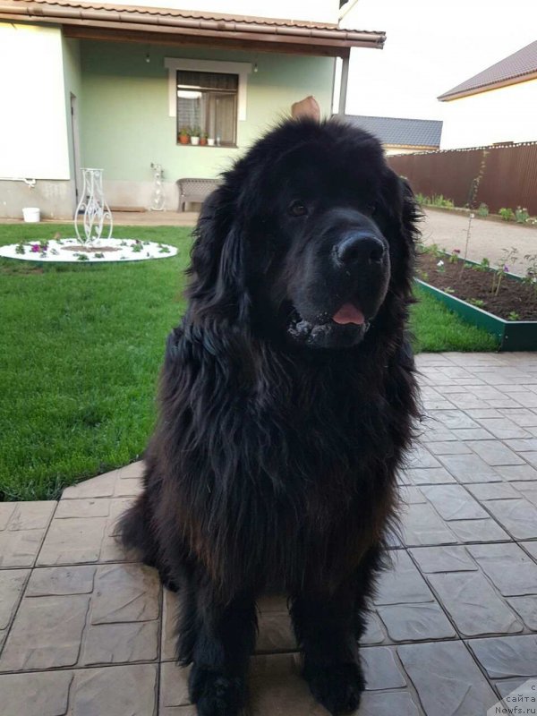 Фото: ньюфаундленд Poslannik Angela Goraciy (Посланник Ангела Гораций)