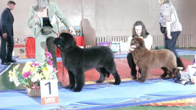 Фото: ньюфаундленд Giacomo vom Darius Land, ньюфаундленд Maritsa s Berega Dona for Pchiolkin Dom (Марица с Берега Дона для Пчёлкиного Дома)