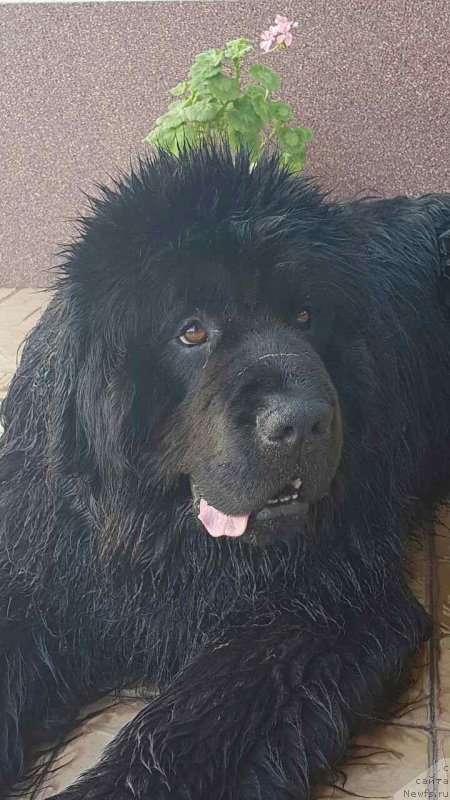 Фото: ньюфаундленд Poslannik Angela Goraciy (Посланник Ангела Гораций)