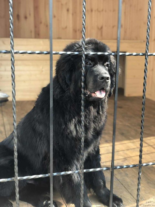 Фото: ньюфаундленд Elisey Infant (Елисей Инфант)