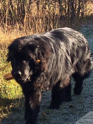 Фото: ньюфаундленд Dzhilli Blek Cherri (Джилли Блек Черри)