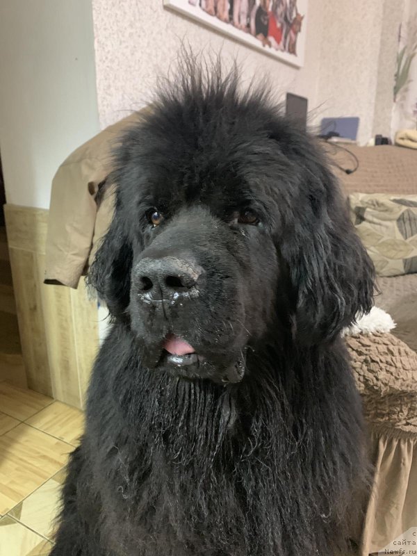 Фото: ньюфаундленд Majestic Goodsoul Poppy Pie