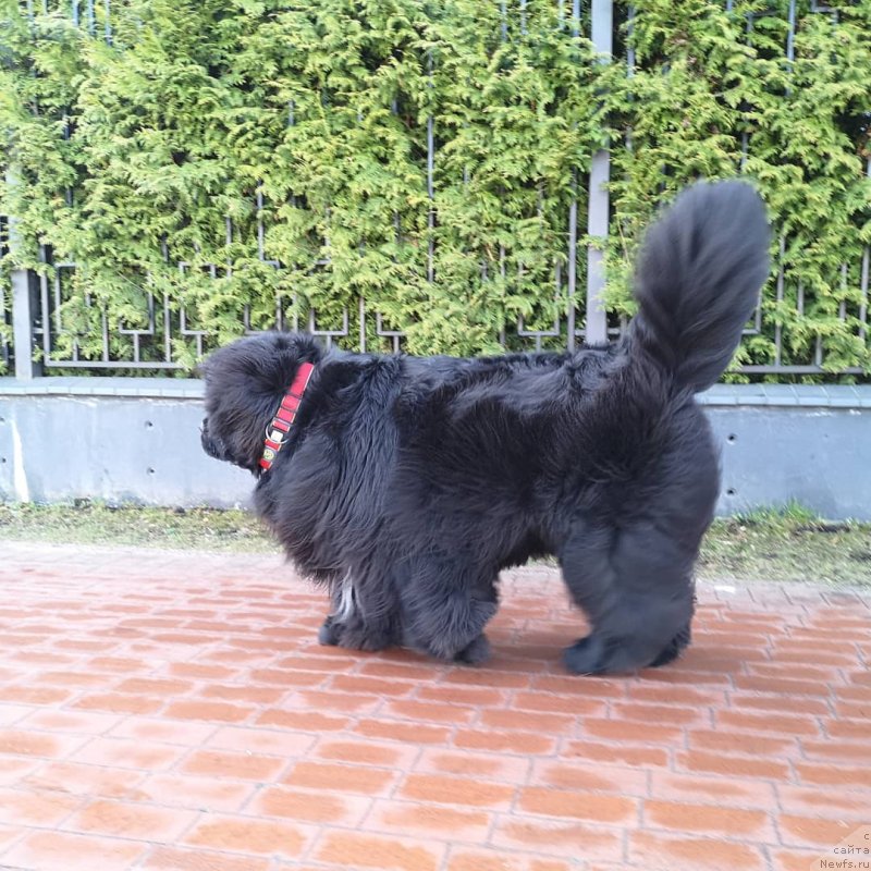 Фото: ньюфаундленд Super Premium Free Wind (Супер Премиум Фри Винд)