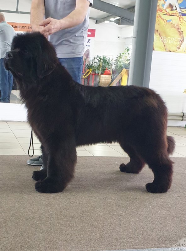 Фото: ньюфаундленд Hozjain Taygi Chest (Хозяин Тайги Честь)