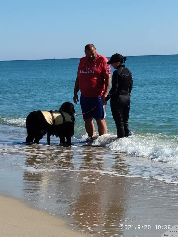 Фото: ньюфаундленд Daanich Veselyiy Rodjer (Даанич Веселый Роджер)