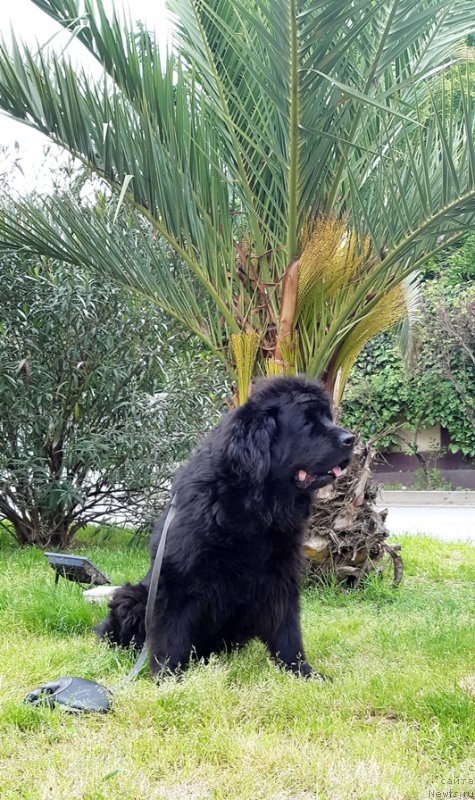 Фотография № 248969