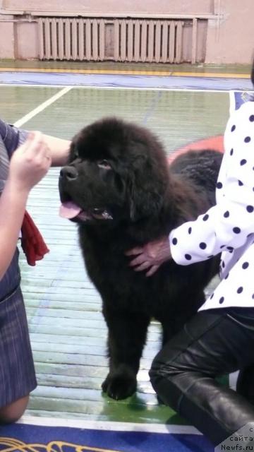 Фото: ньюфаундленд Starlit Lake's Iikka