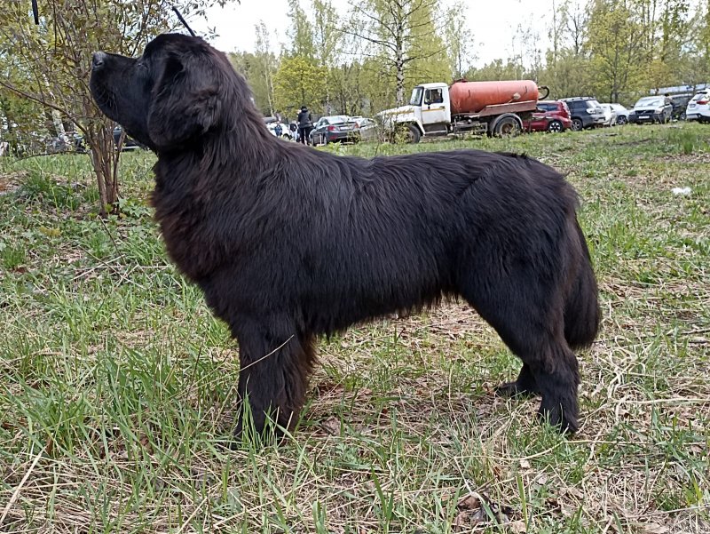 Фото: ньюфаундленд Smigar Zooey Claire Deshanel (Смигар Зоуи Клер Дешанель)