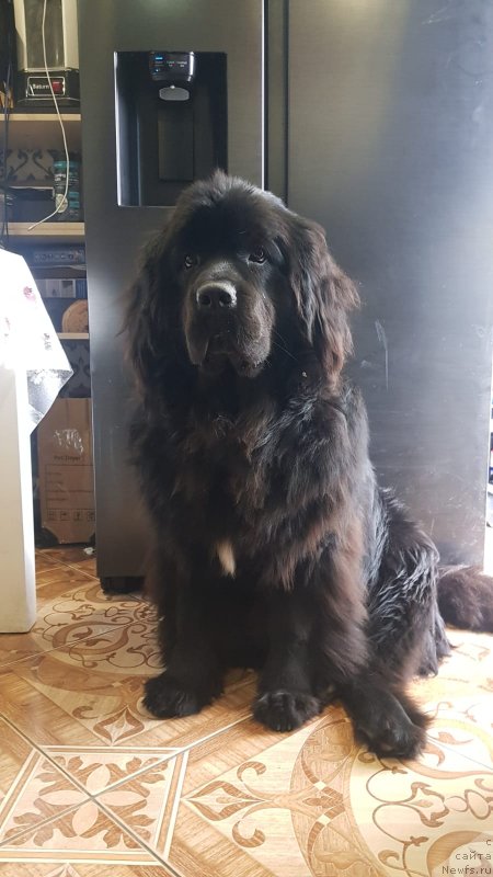 Фото: ньюфаундленд Smigar Zena Queen of Warriors (Смигар Зена Квуин оф Ворриорс)