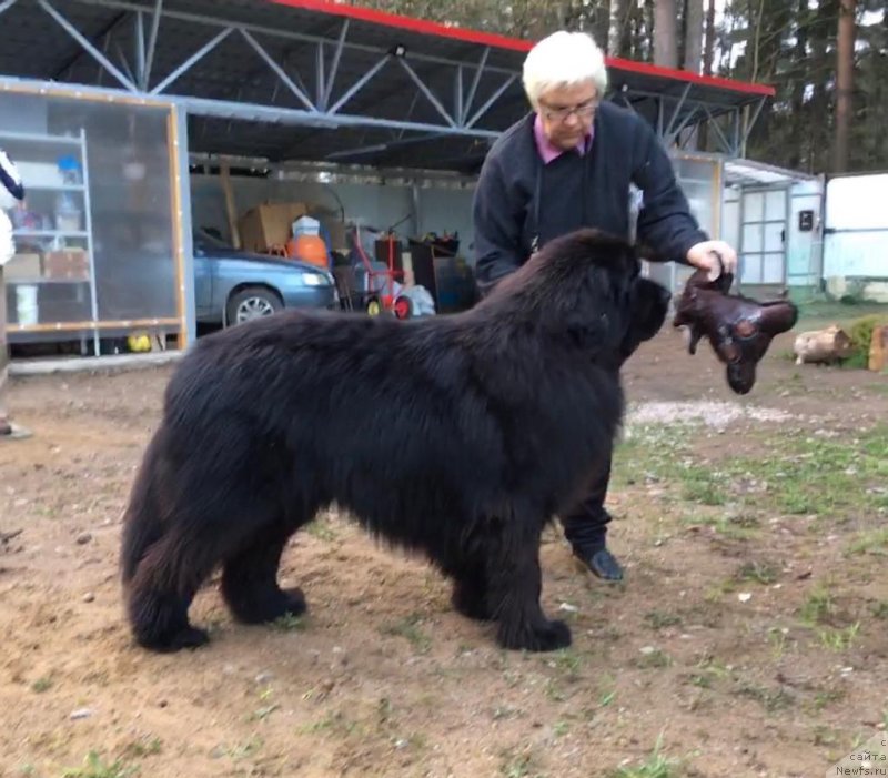 Фото: ньюфаундленд Smigar Every Soul Want Love (Смигар Еври Соул Вонт Лав)