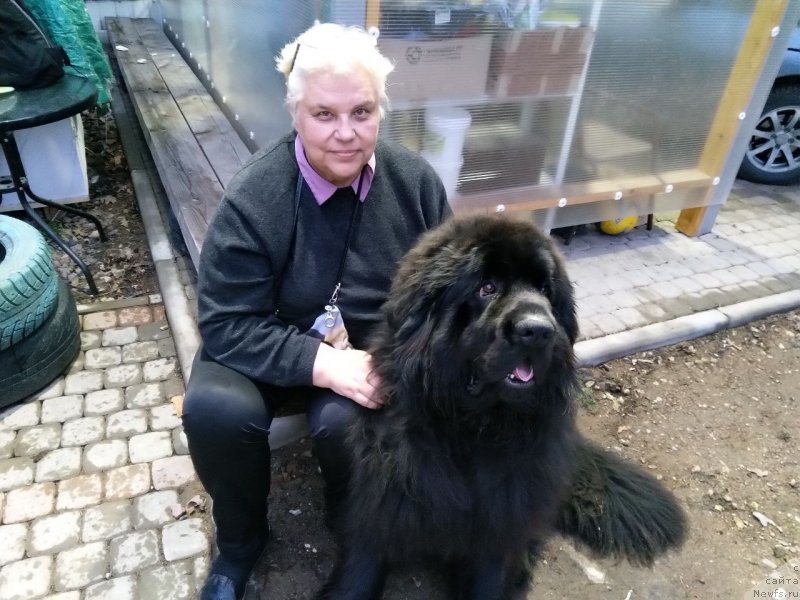 Фото: ньюфаундленд Smigar Every Soul Want Love (Смигар Еври Соул Вонт Лав)