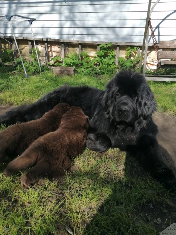 Фото: ньюфаундленд Smigar Golden Rul (Смигар Голден Рул)