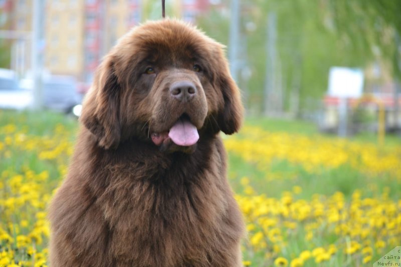 Фото: ньюфаундленд Hit Sheliko Ingeborga Impressiya (Хит Шелико Ингеборга Импрессия)