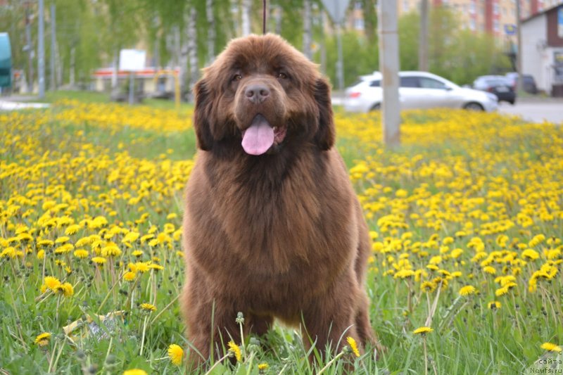 Фото: ньюфаундленд Hit Sheliko Ingeborga Impressiya (Хит Шелико Ингеборга Импрессия)