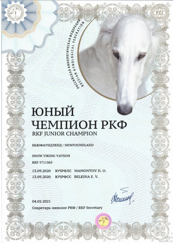 Фото: ньюфаундленд Snou Viking Vatson (Сноу Викинг Ватсон)