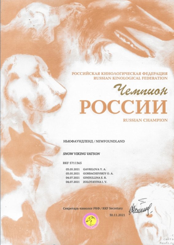 Фото: ньюфаундленд Snou Viking Vatson (Сноу Викинг Ватсон)