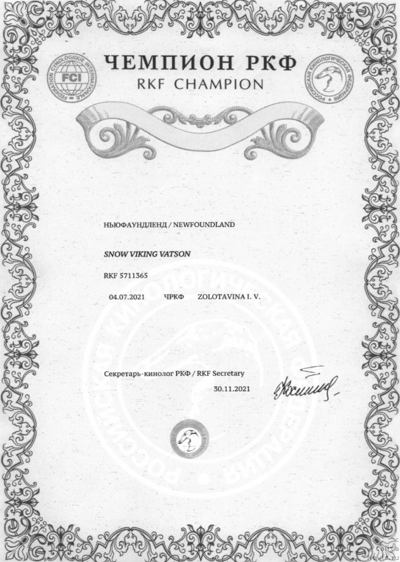Фото: ньюфаундленд Snou Viking Vatson (Сноу Викинг Ватсон)